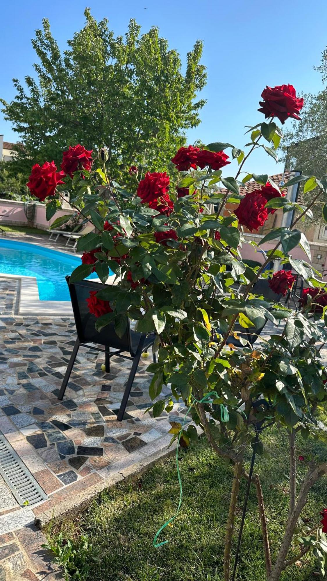 Villa Baldi -Apartmani Danny Tar-Vabriga Eksteriør billede
